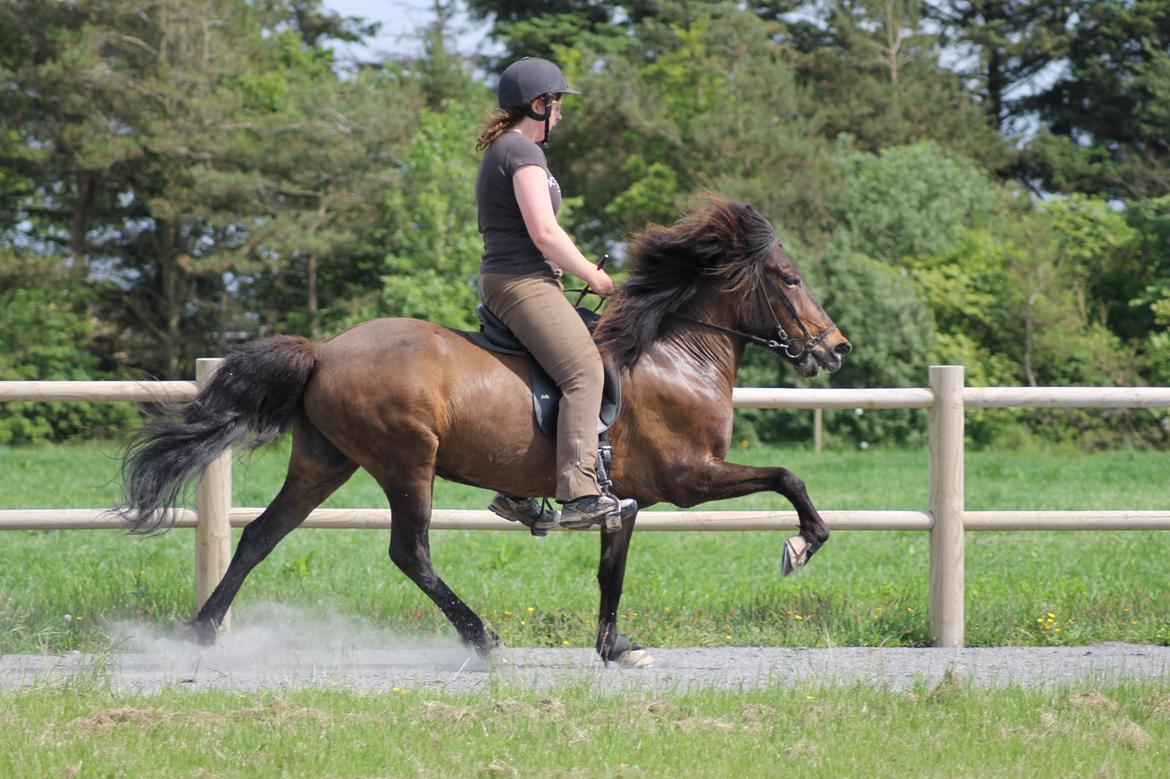 Islænder Eydis fra Valhalla billede 5