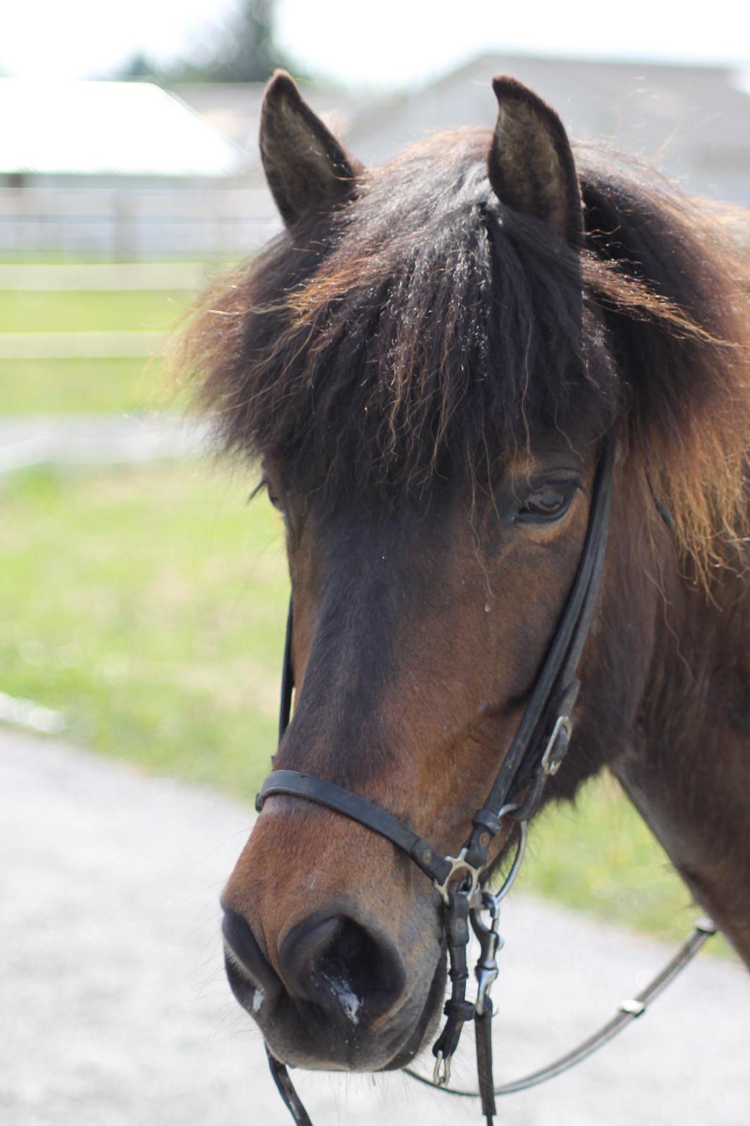 Islænder Eydis fra Valhalla billede 16