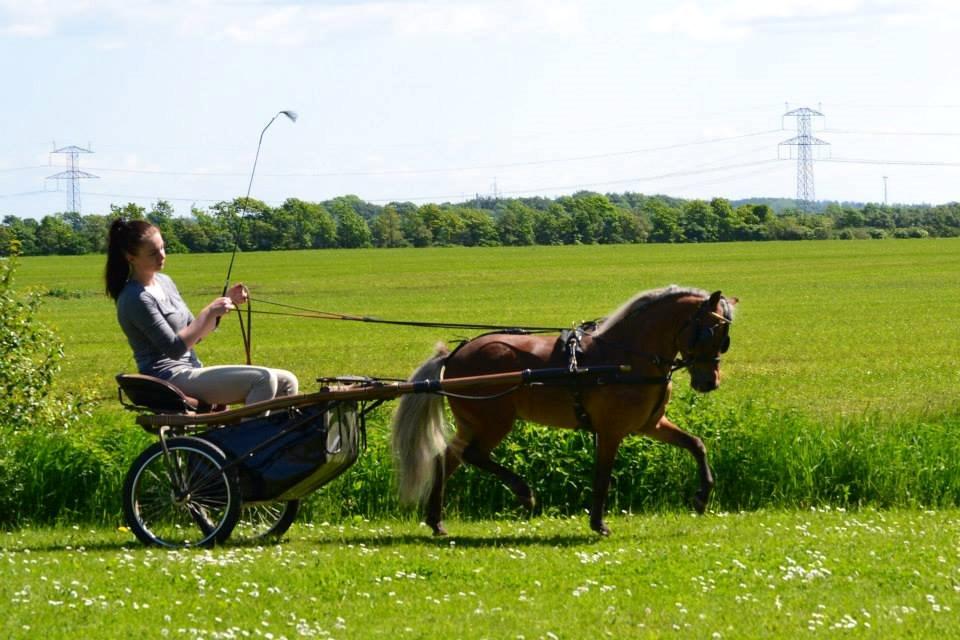 Amerikansk Miniature Abrias Daring Eclipse billede 5