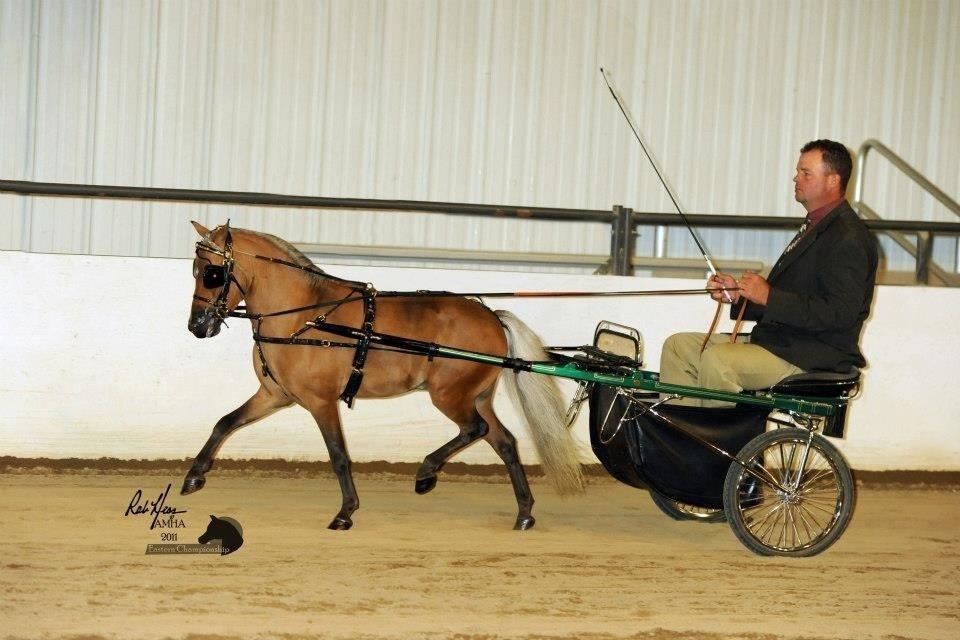 Amerikansk Miniature Abrias Daring Eclipse billede 8