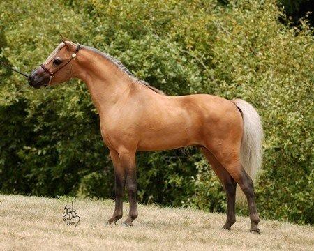 Amerikansk Miniature Abrias Daring Eclipse billede 9