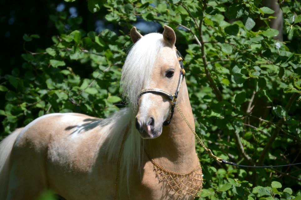 Amerikansk Miniature The Entertainer billede 19