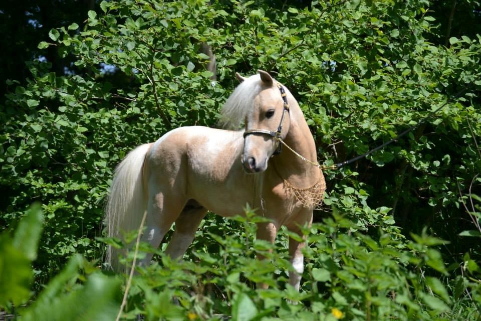 Amerikansk Miniature The Entertainer billede 20