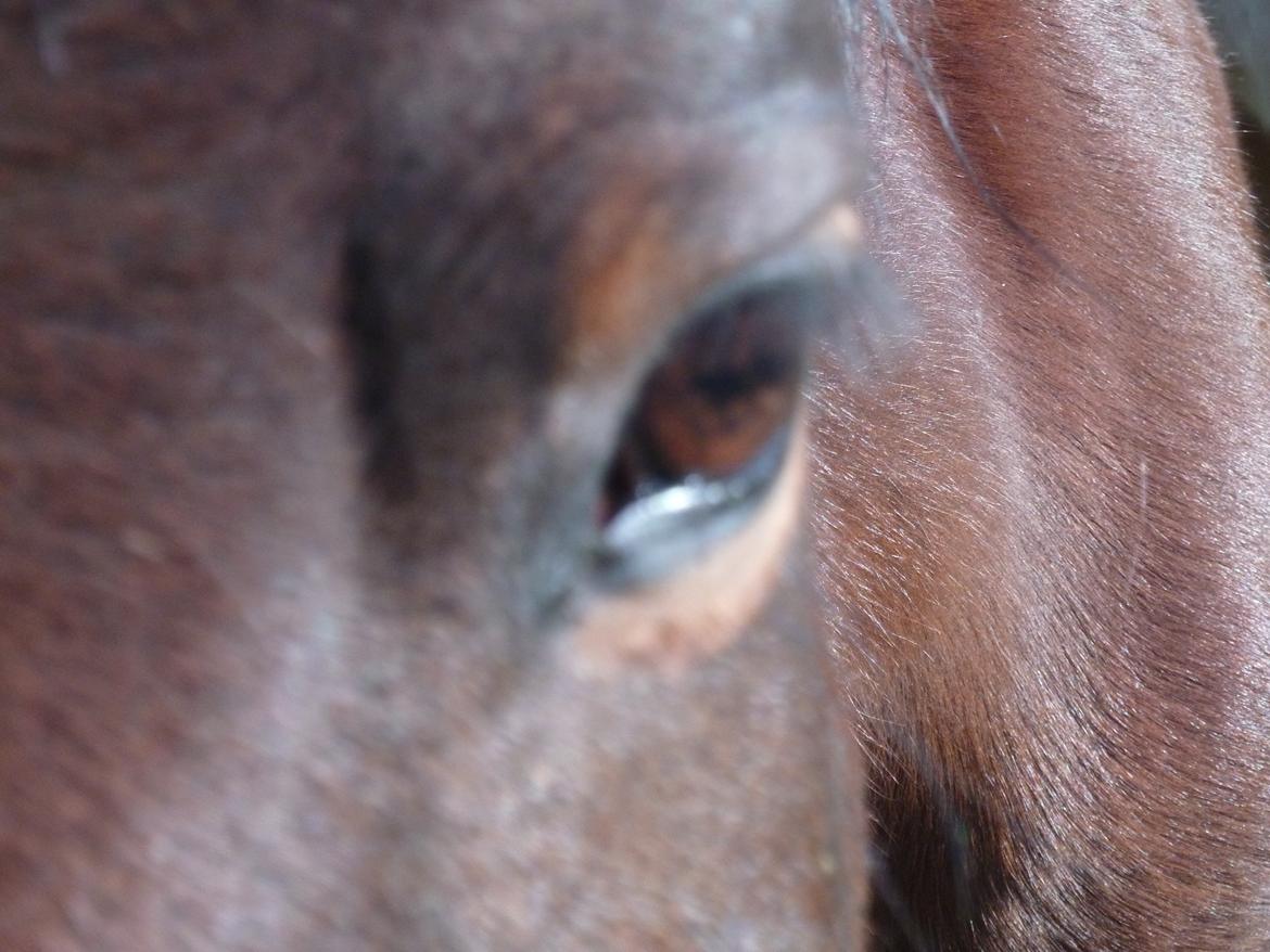 Anden særlig race Cerise billede 2