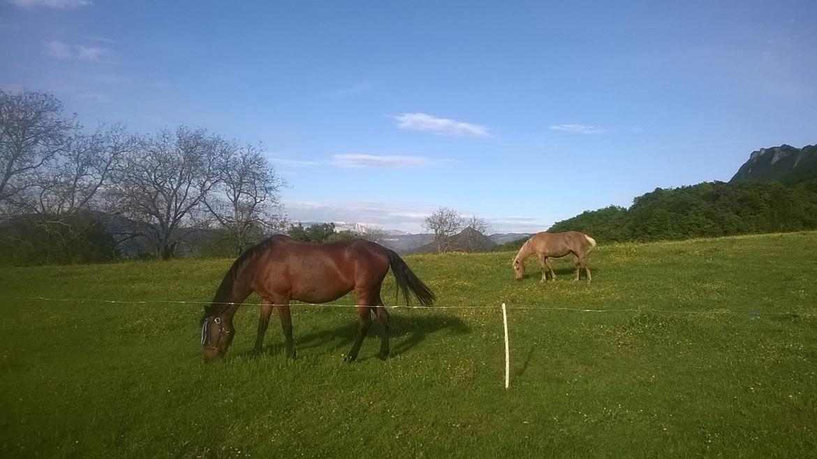 Anden særlig race Cerise billede 15