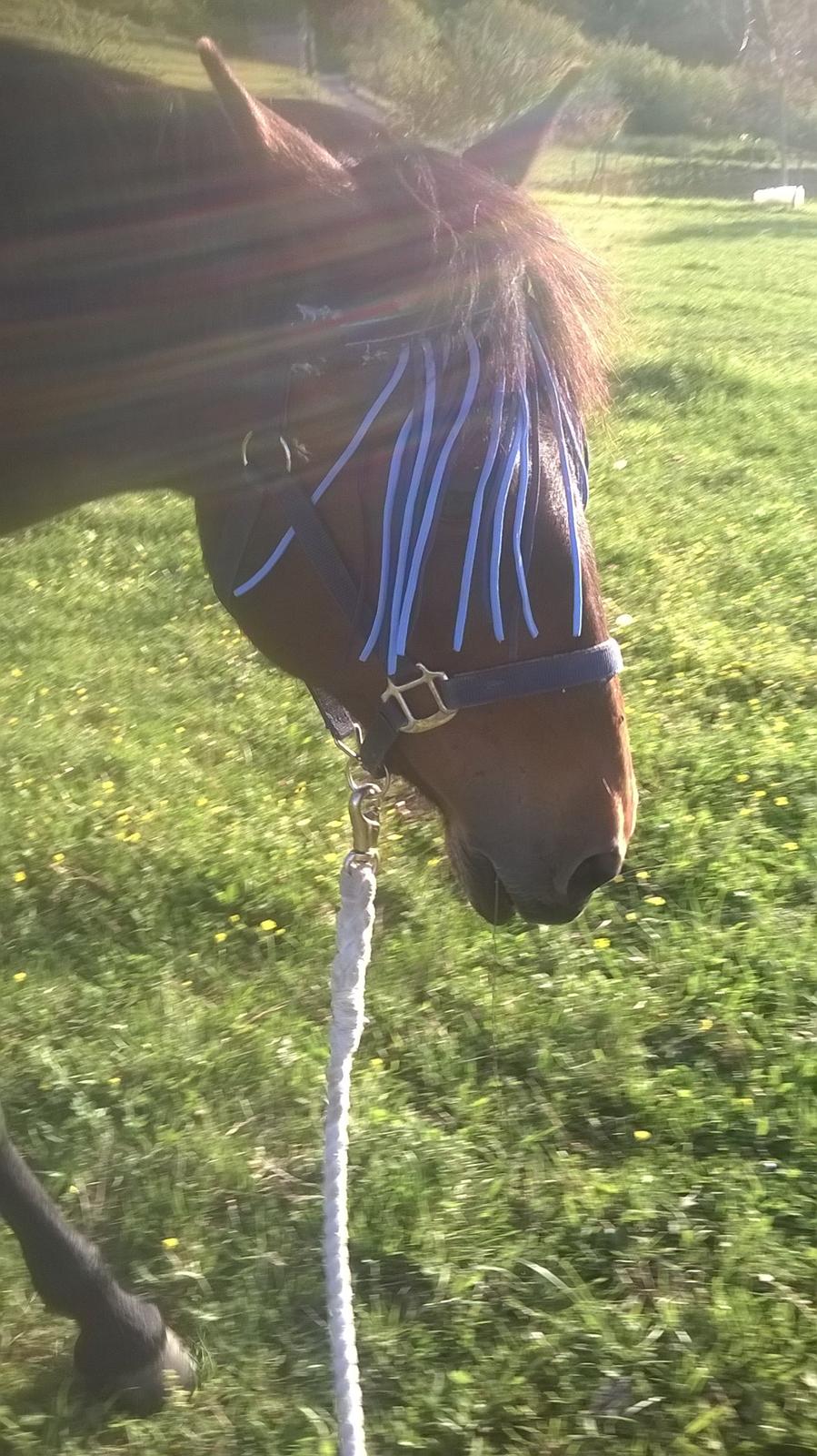 Anden særlig race Cerise billede 16