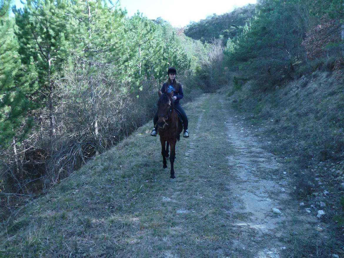 Anden særlig race Cerise billede 8