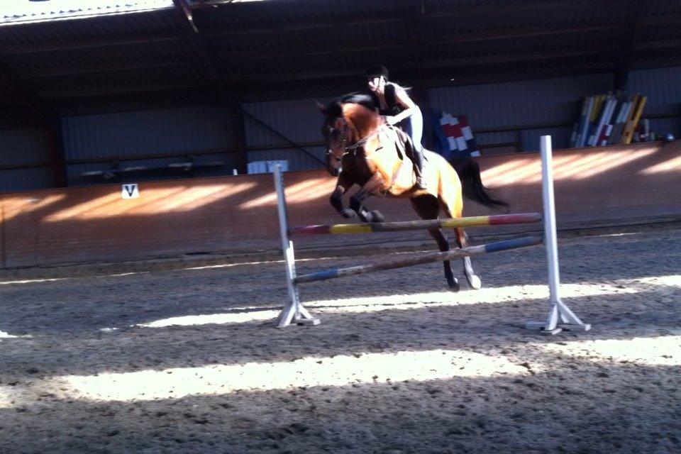 Dansk Varmblod FIGHTER - Springtræning ved Ulrik billede 11