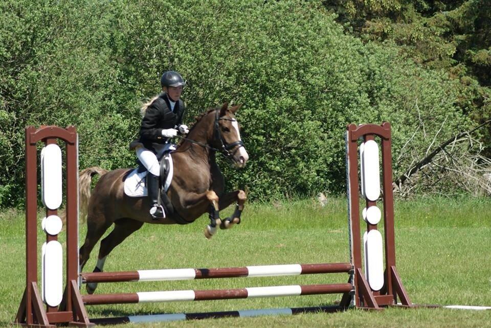 Anden særlig race Fabian billede 12