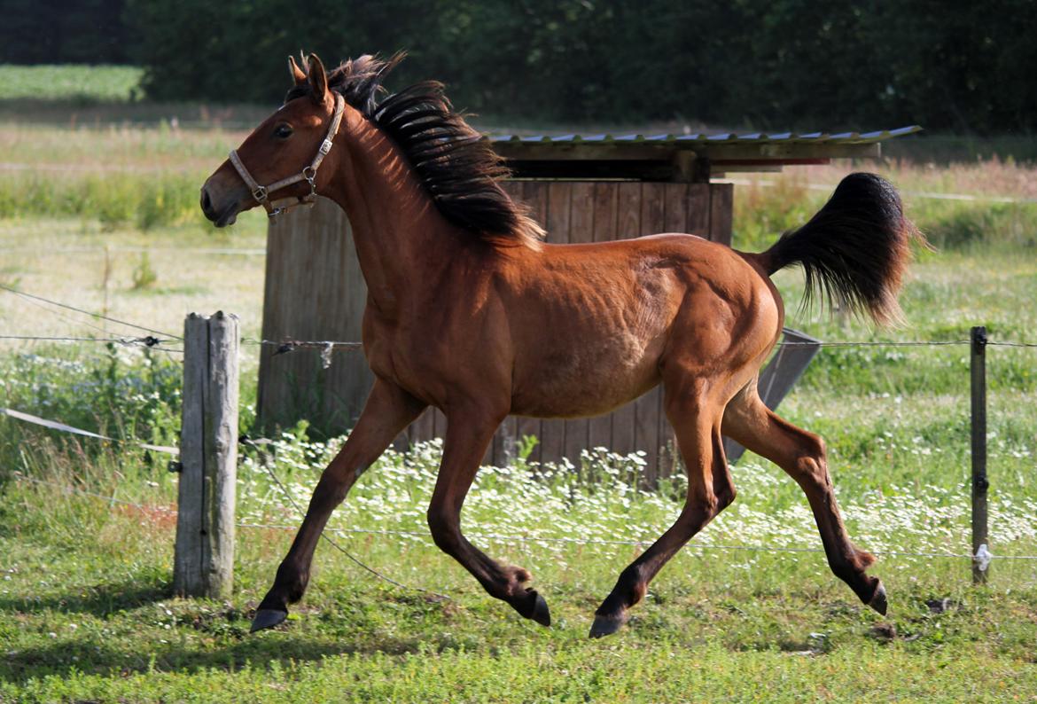 Dansk Varmblod Angel of music (SOLGT) *For evigt elsket <3* - Angel i aktion ;) billede 36