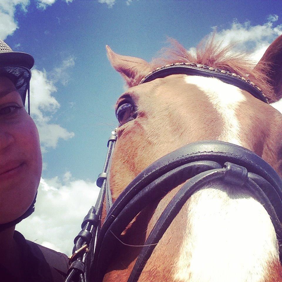 Fuldblod (XX) Macho Dancer (Ire) billede 17