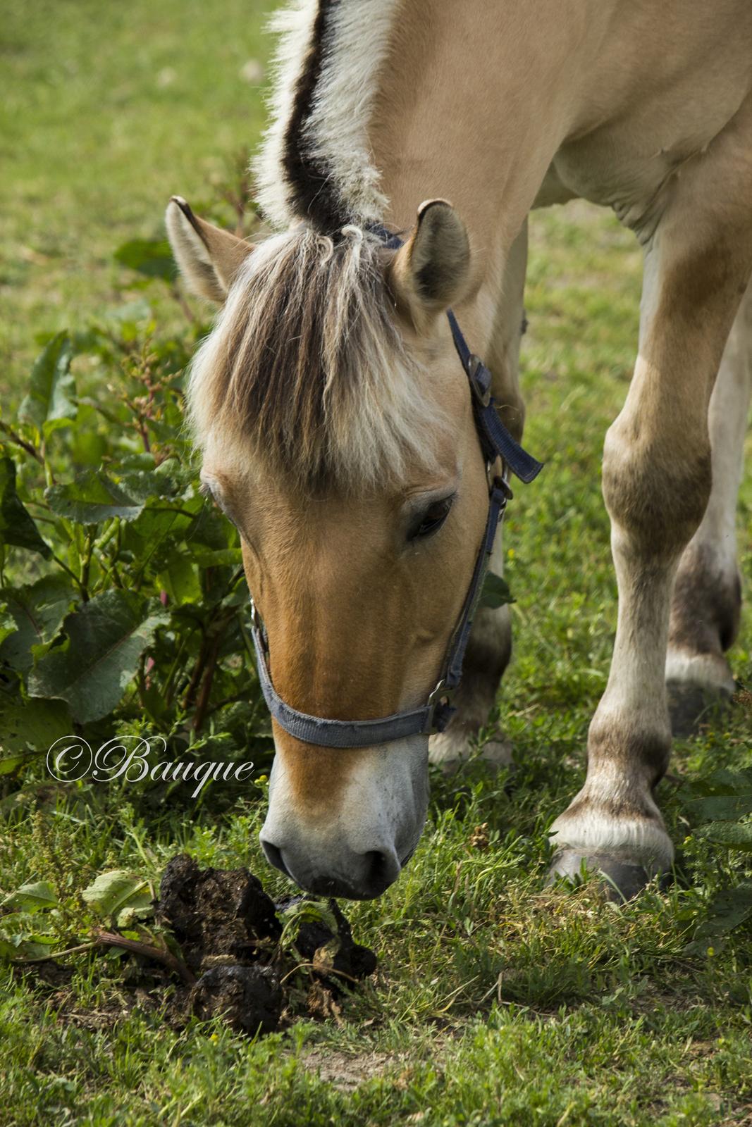 Fjordhest Ingegårds Hejst - Gumle på folden, juni 2014 <3 billede 3