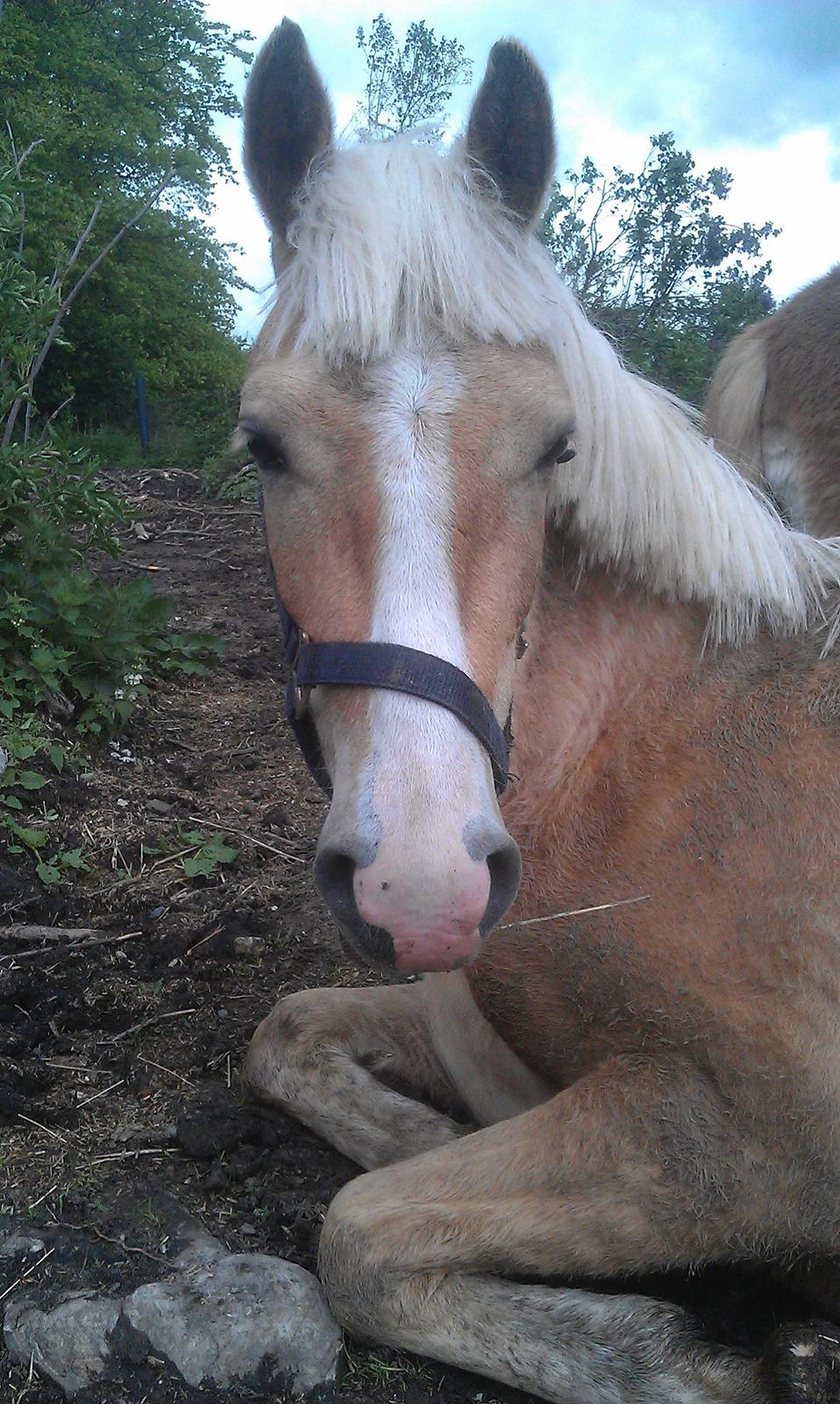 Anden særlig race Topazes conquistador billede 4