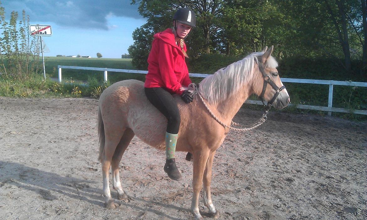 Anden særlig race Topazes conquistador - 1. gang med rytter billede 9