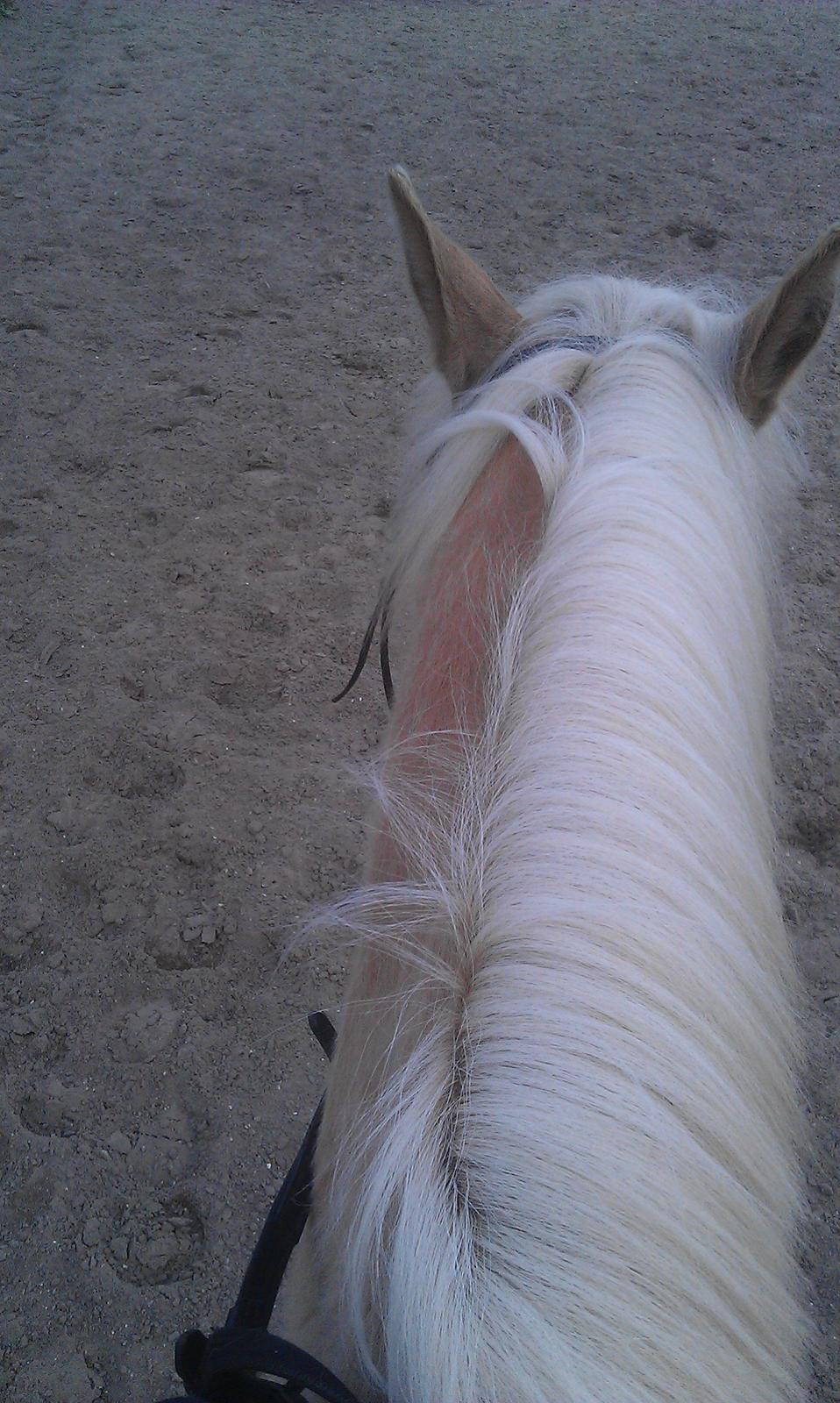 Anden særlig race Topazes conquistador - Skridttur på ham den lækre billede 10