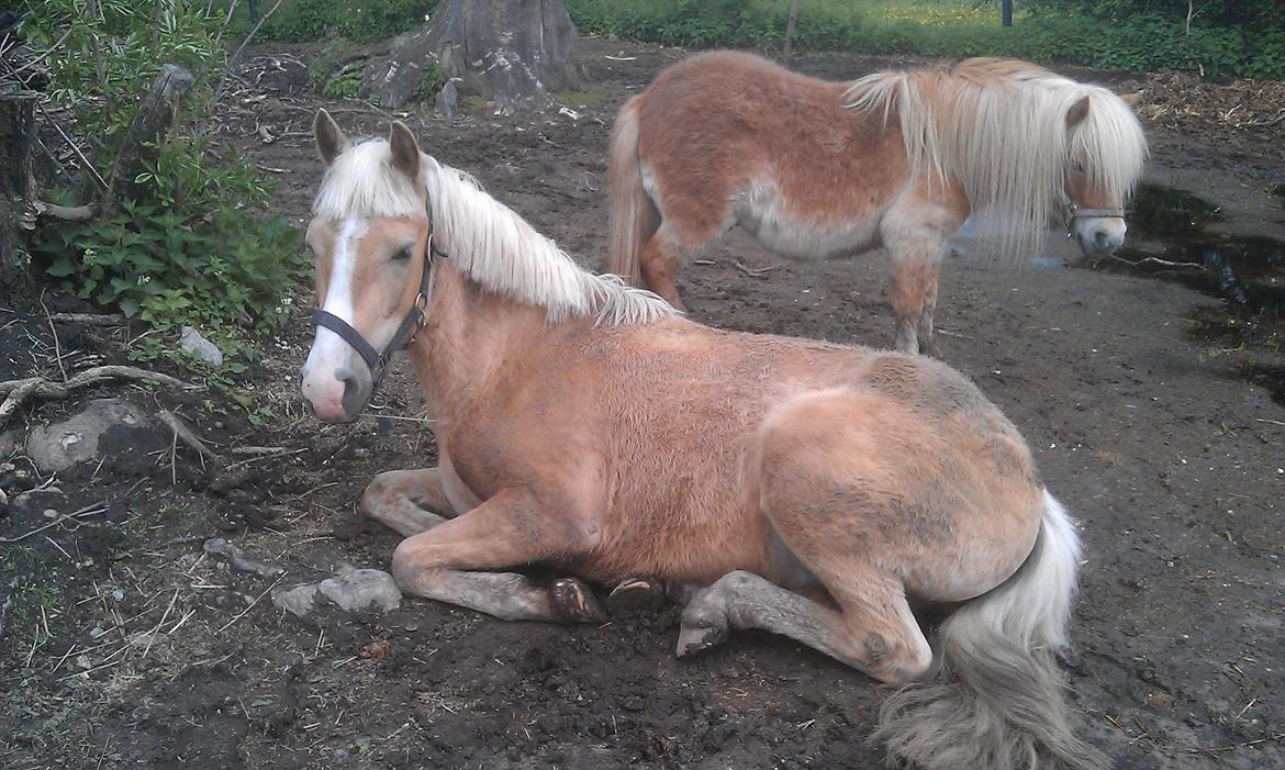 Anden særlig race Topazes conquistador billede 3