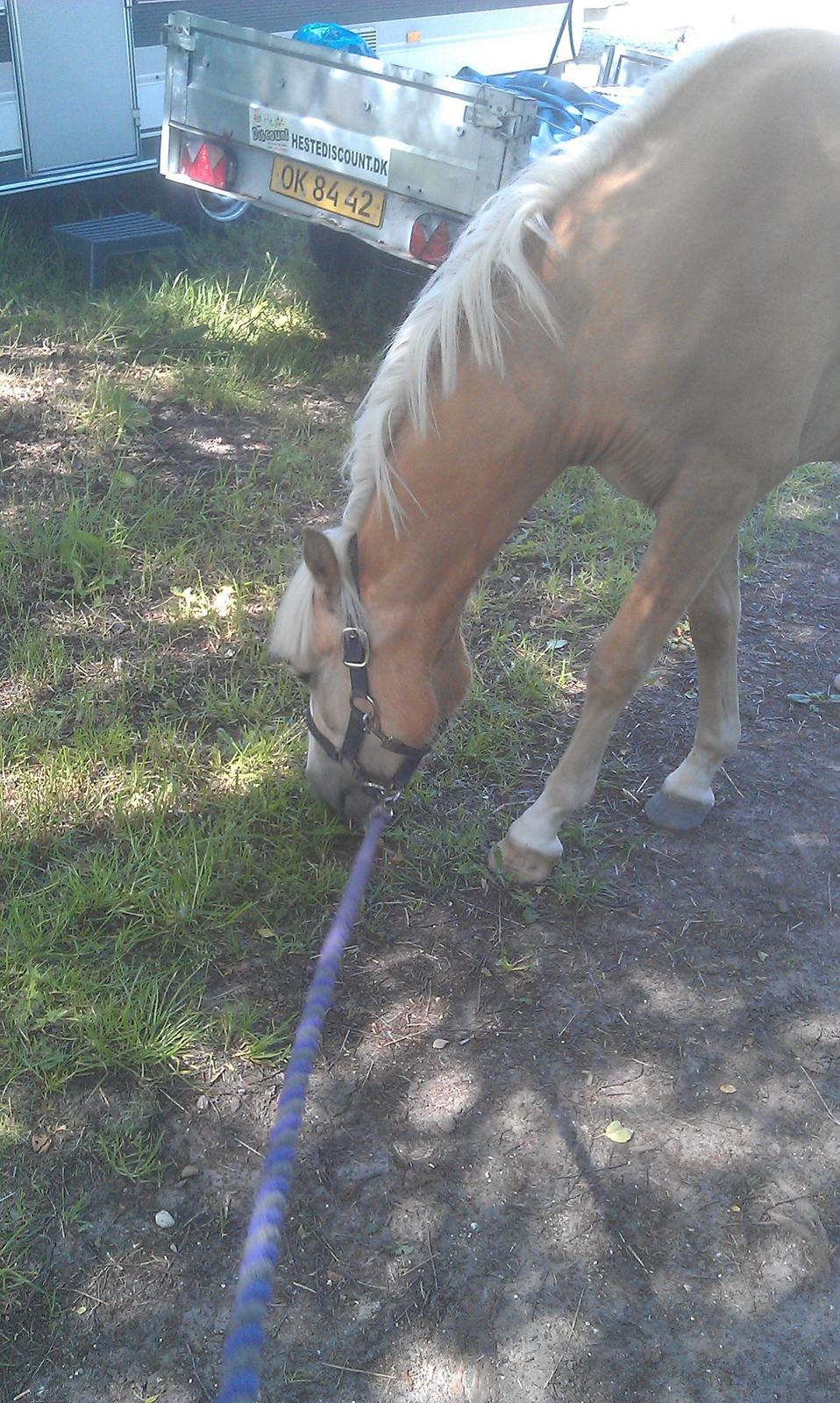 Anden særlig race Topazes conquistador - Mums frisk græs billede 12