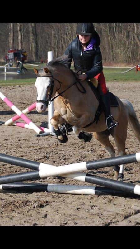 Welsh Mountain (sec A) Femke - Femke der springer :-) billede 6