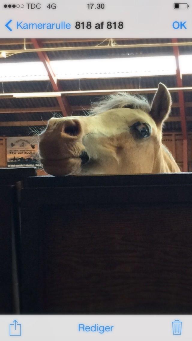 Welsh Mountain (sec A) Femke - lille femke i ridehuset :-) billede 1