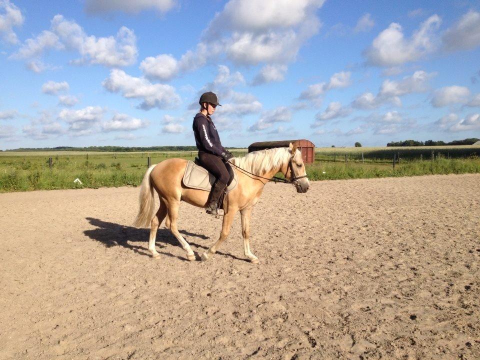 Anden særlig race Topazes conquistador - Nu med speeder, bremse og styrepind påbegyndt indstalleret billede 14