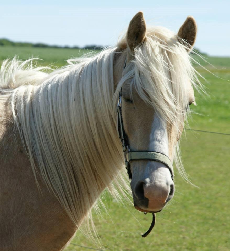 Anden særlig race Topazes conquistador - Con som 2 års billede 1