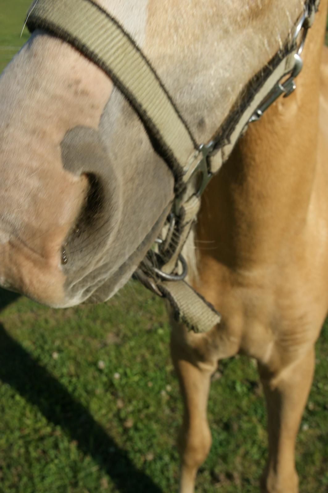 Anden særlig race Topazes conquistador billede 5