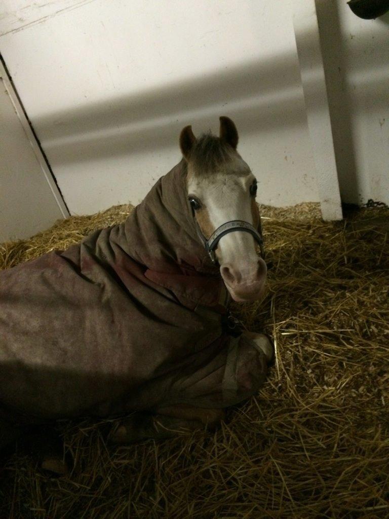 Welsh Mountain (sec A) Femke - Femke i boksen billede 8