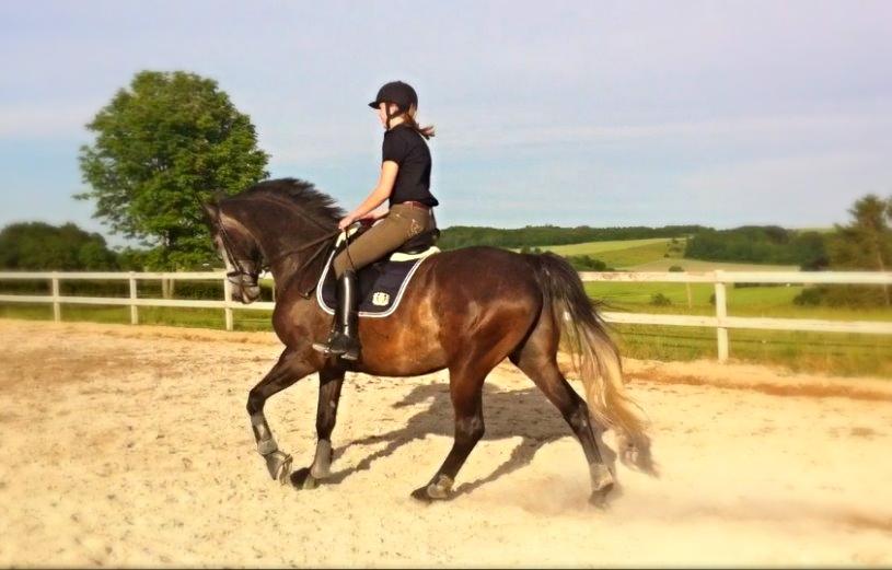 Dansk Varmblod Garb - D. 9/6 2014 - dressur. billede 19