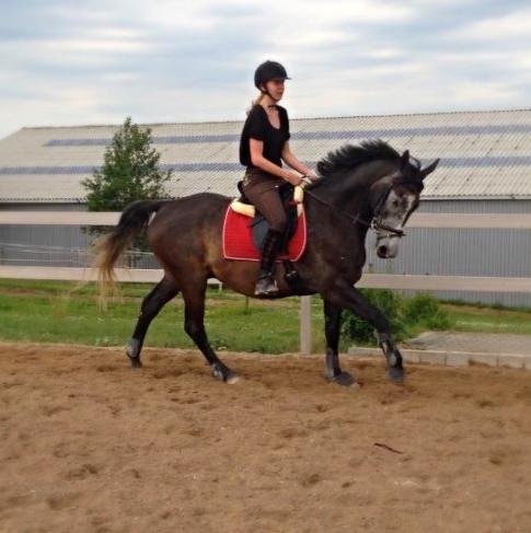 Dansk Varmblod Garb - D. 8/6 2014 - Igang igen efter pause. billede 1