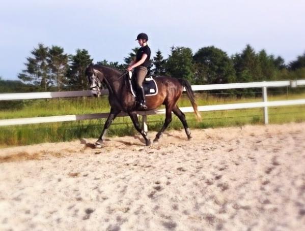 Dansk Varmblod Garb - D. 9/6 2014 - dressur. billede 4