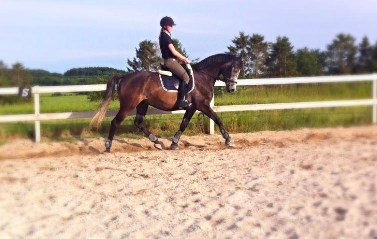 Dansk Varmblod Garb - D. 9/6 2014 - dressur. billede 12