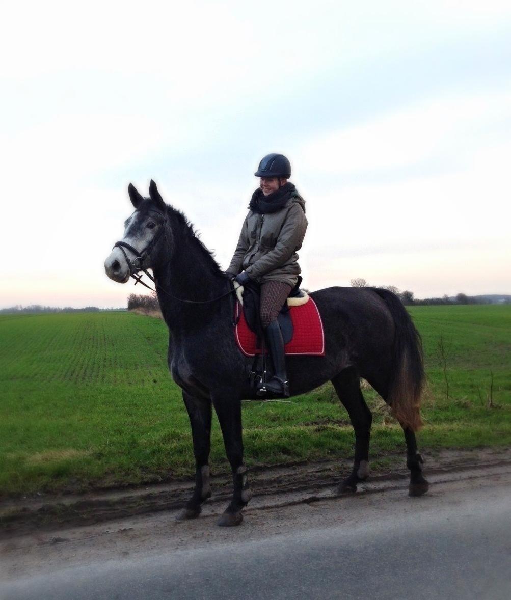 Dansk Varmblod Garb - Garb på hans første tur alene. billede 3