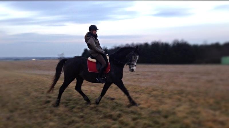 Dansk Varmblod Garb - Træning i naturen for at opbygge nogle muskler på den unge herre :-) billede 5