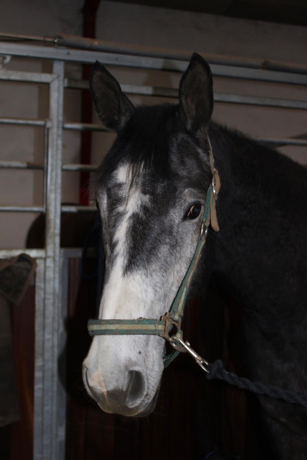 Dansk Varmblod Garb billede 6