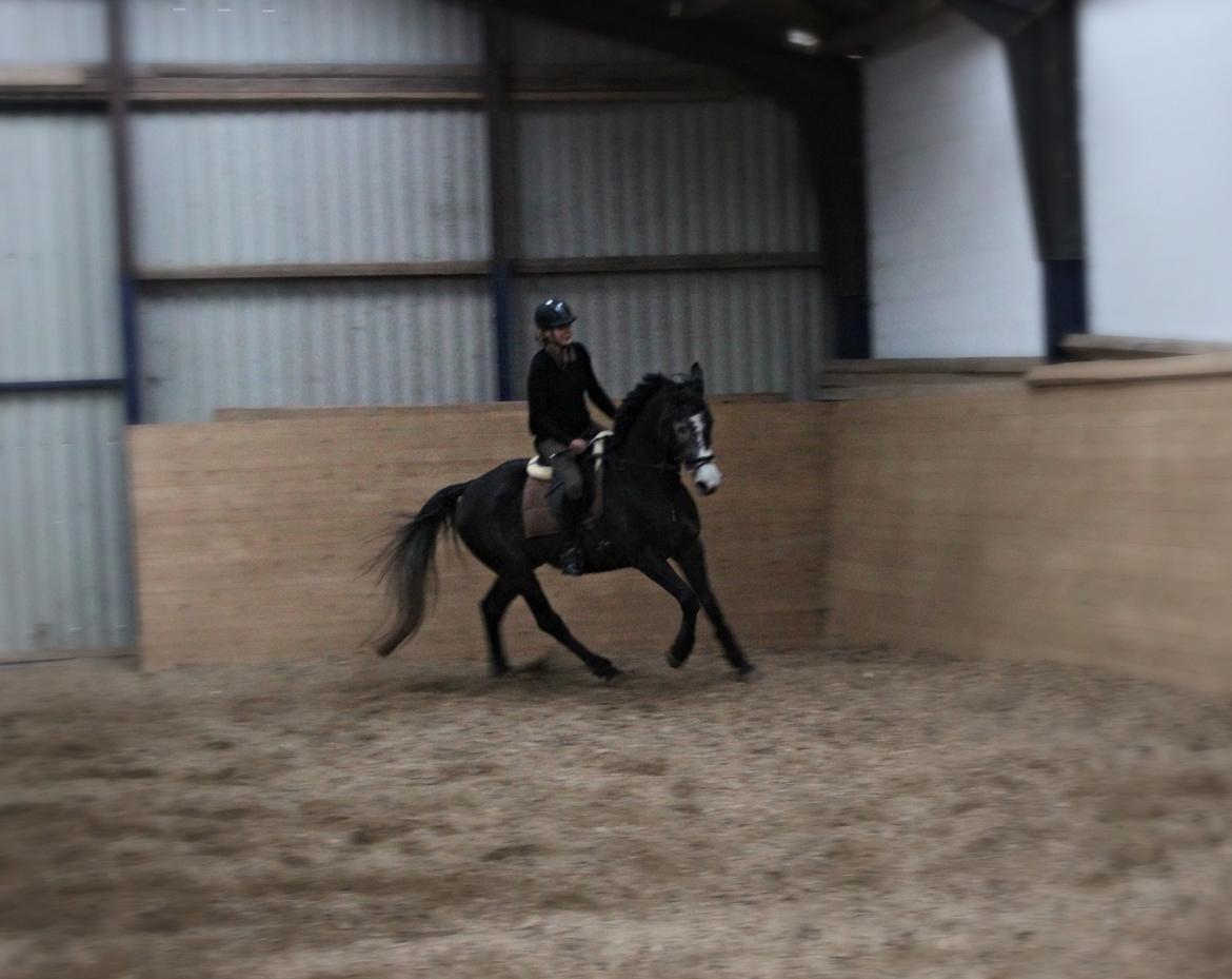 Dansk Varmblod Garb billede 9