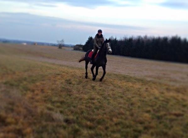 Dansk Varmblod Garb - Frisk galop. billede 15