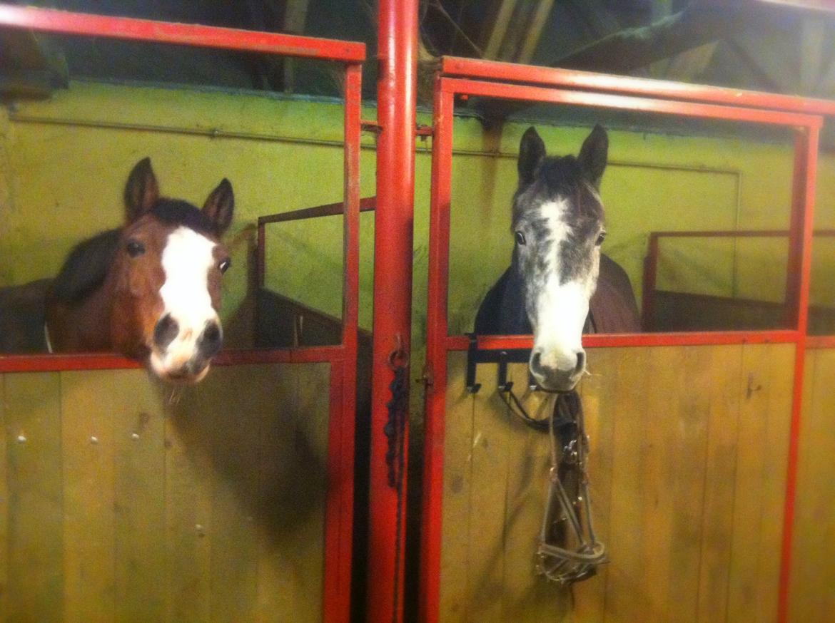 Dansk Varmblod Garb - Mine to guldklumper ;o) billede 18