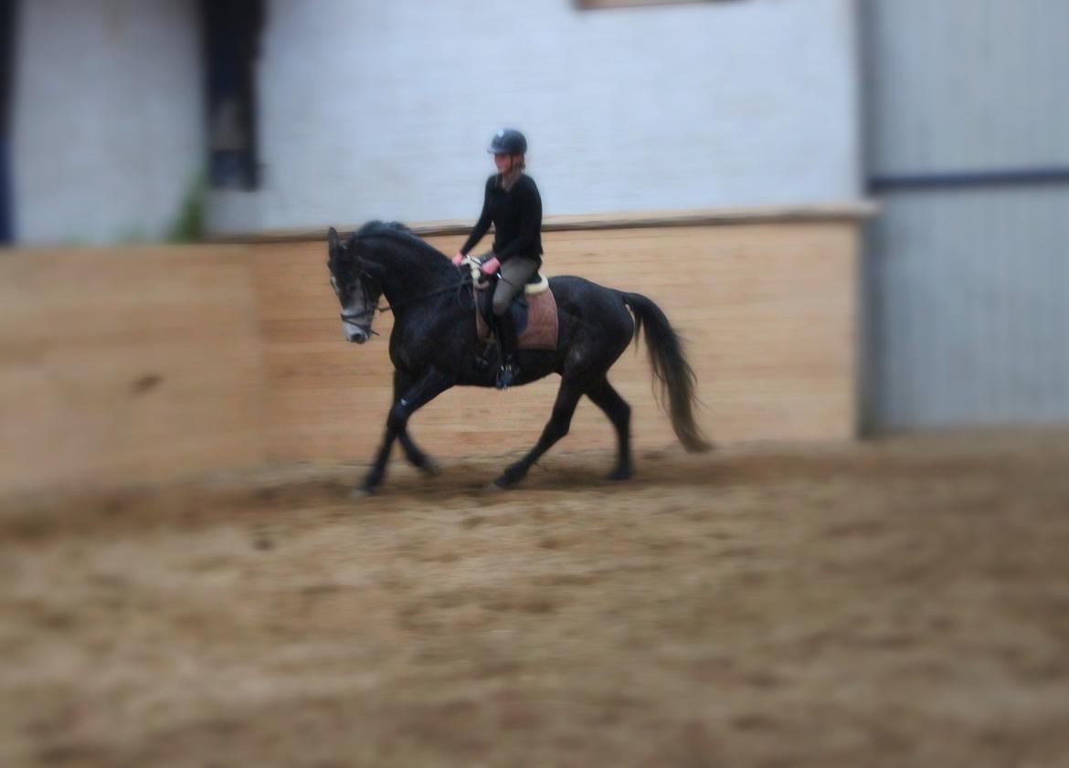 Dansk Varmblod Garb billede 17