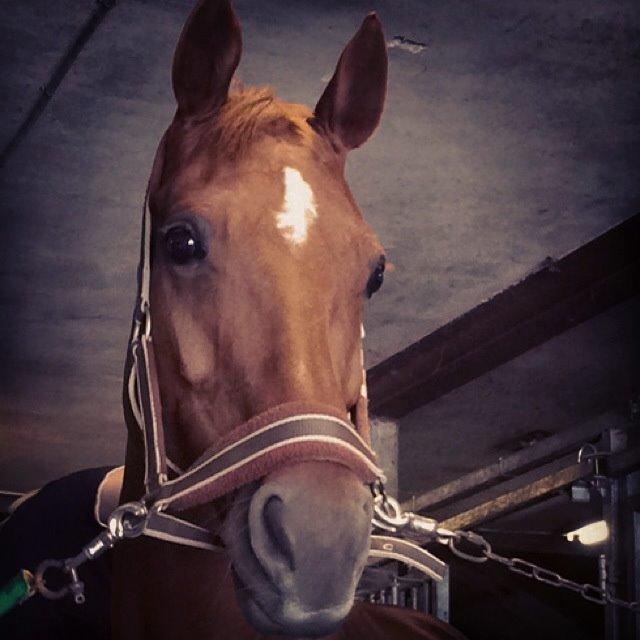 Hannoveraner Selena - <3 billede 13