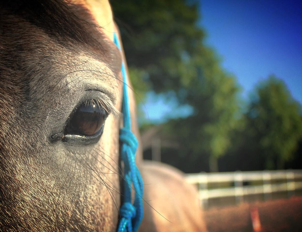 Anden særlig race SG Dusty Dakota  billede 10