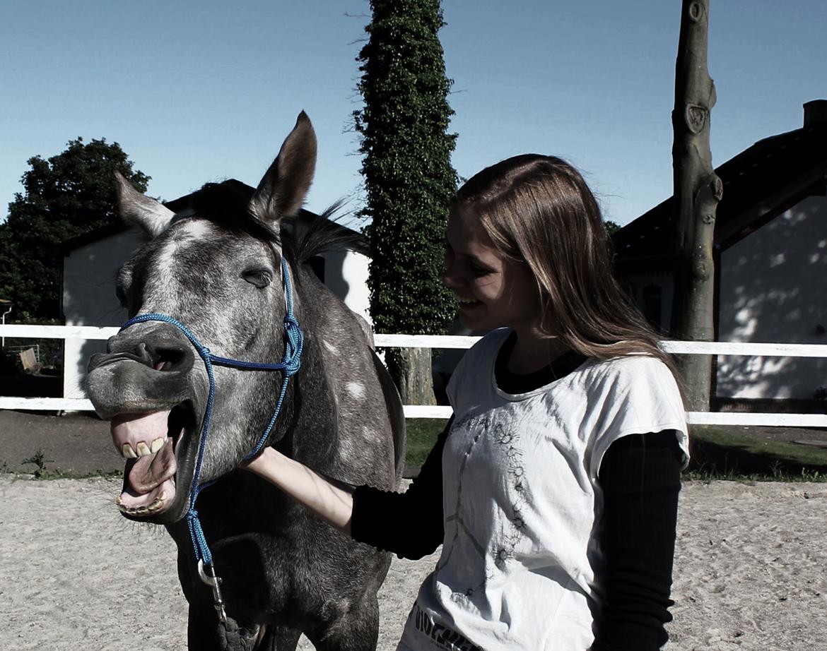 Anden særlig race SG Dusty Dakota  - Trætte hest efter træning <3 billede 6