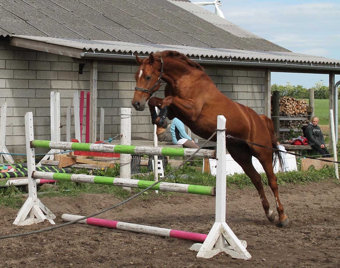 Hannoveraner Selena billede 10