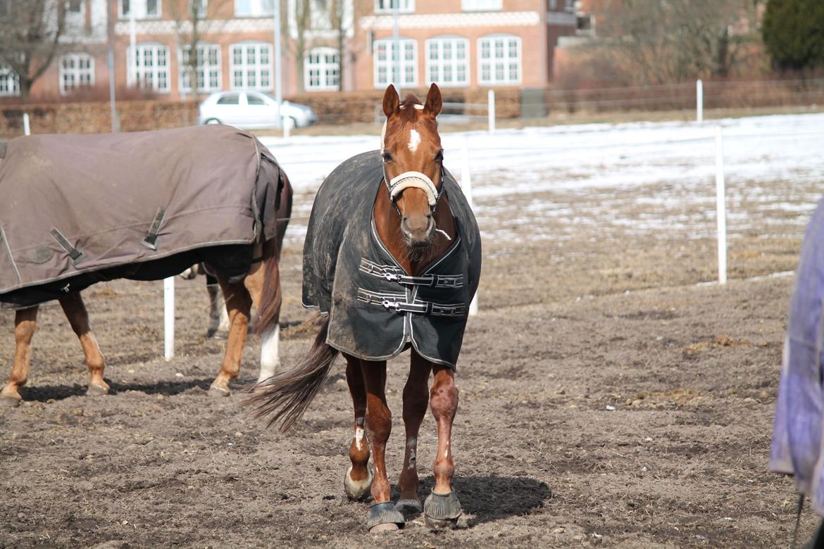 Hannoveraner Selena billede 7