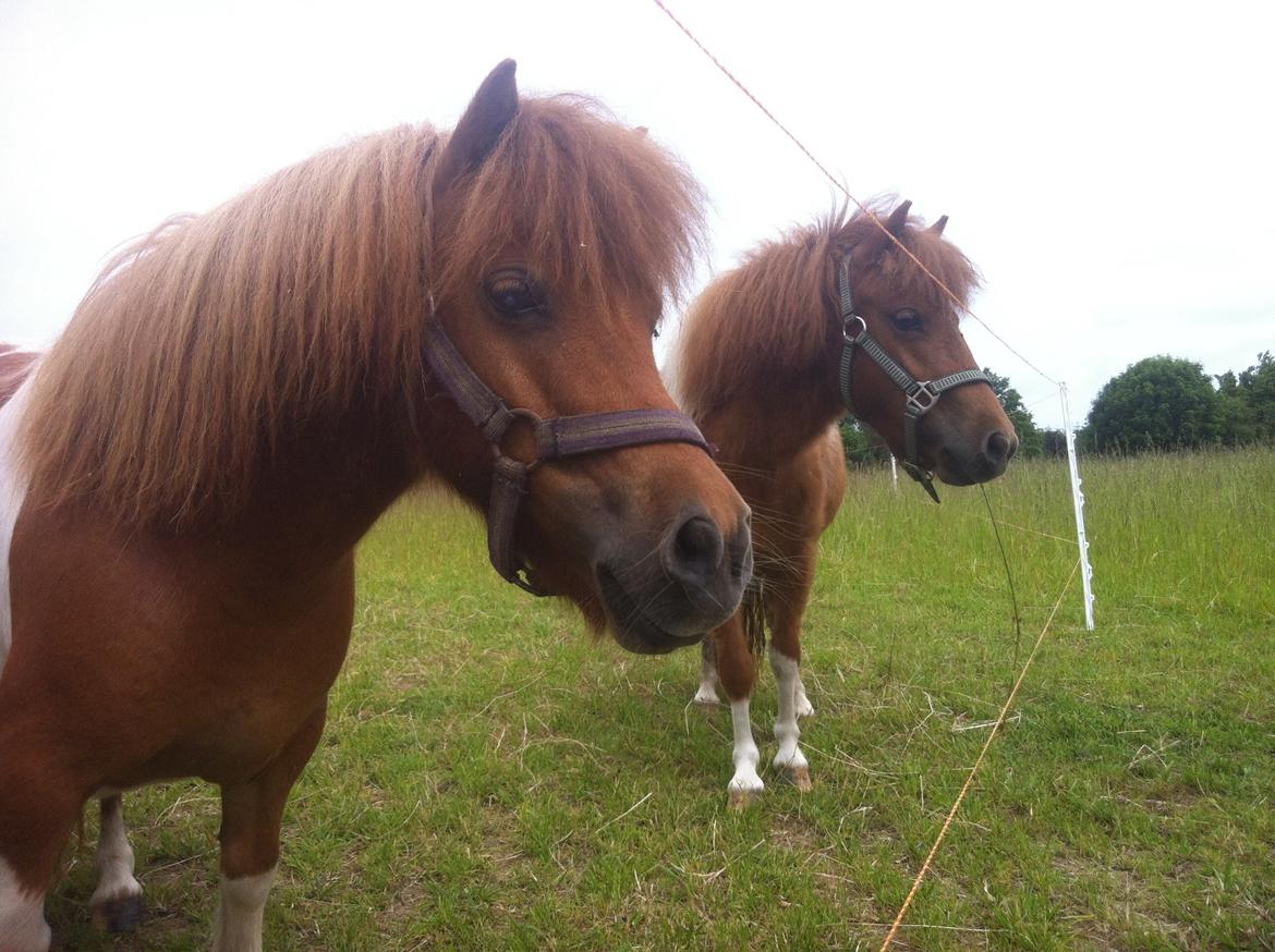 Anden særlig race Line billede 3