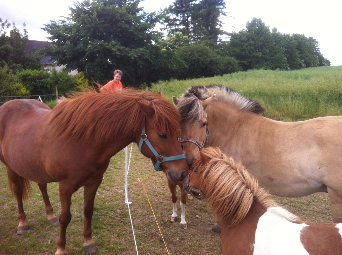 Anden særlig race Line billede 7