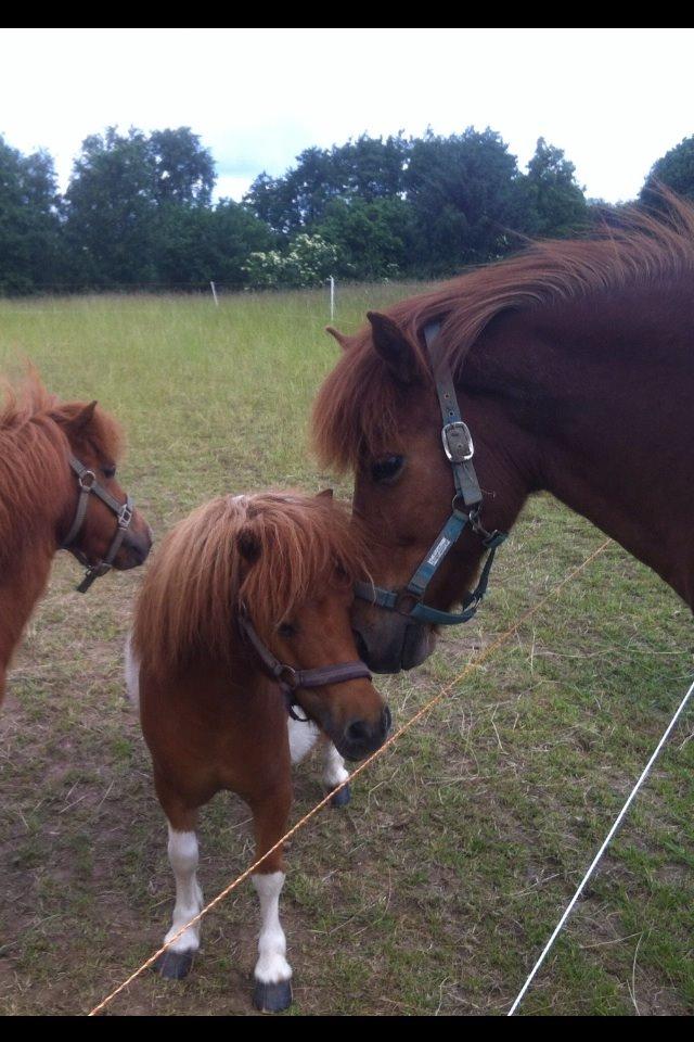 Anden særlig race Line billede 10