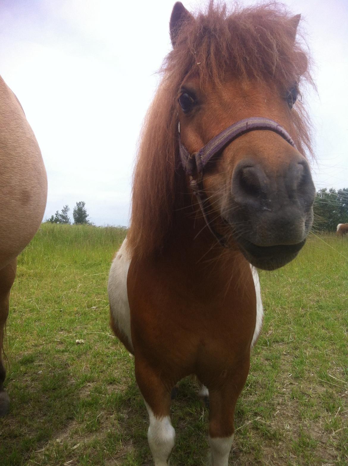 Anden særlig race Line billede 2