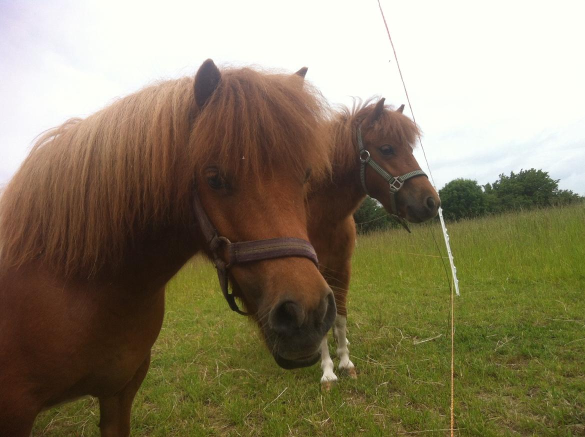 Anden særlig race Line billede 5