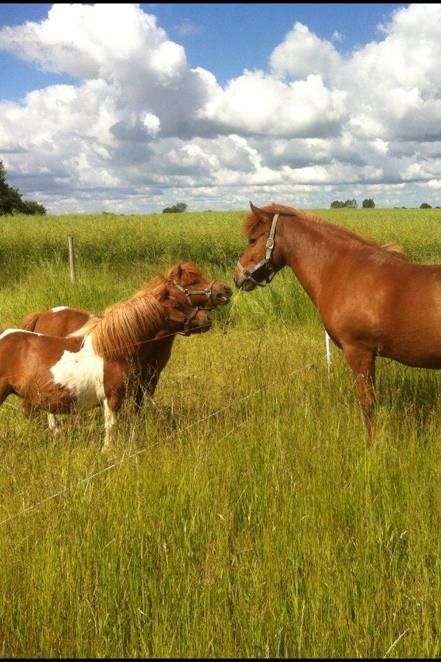 Anden særlig race Line billede 8