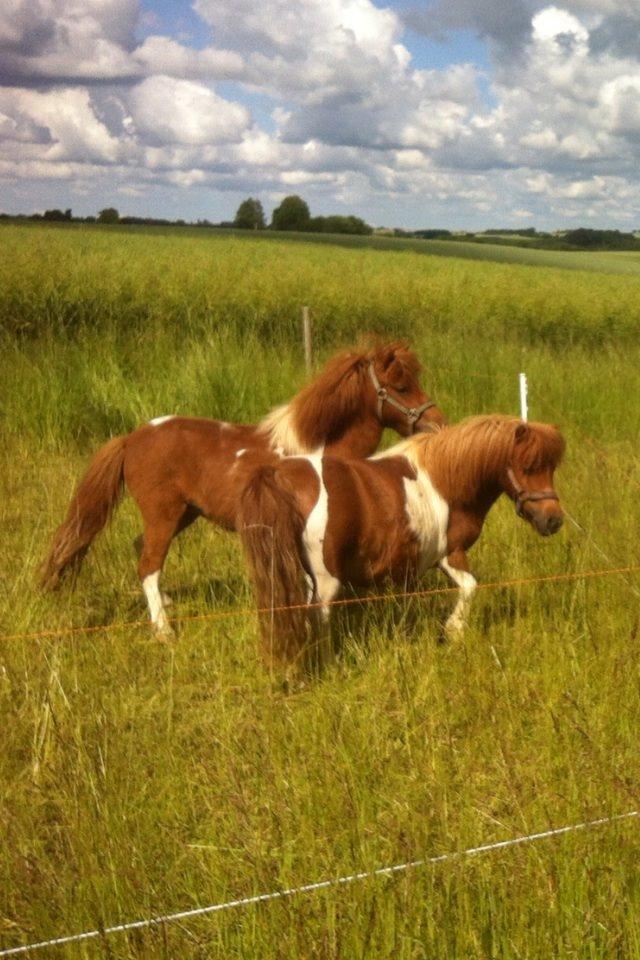 Anden særlig race Line billede 9
